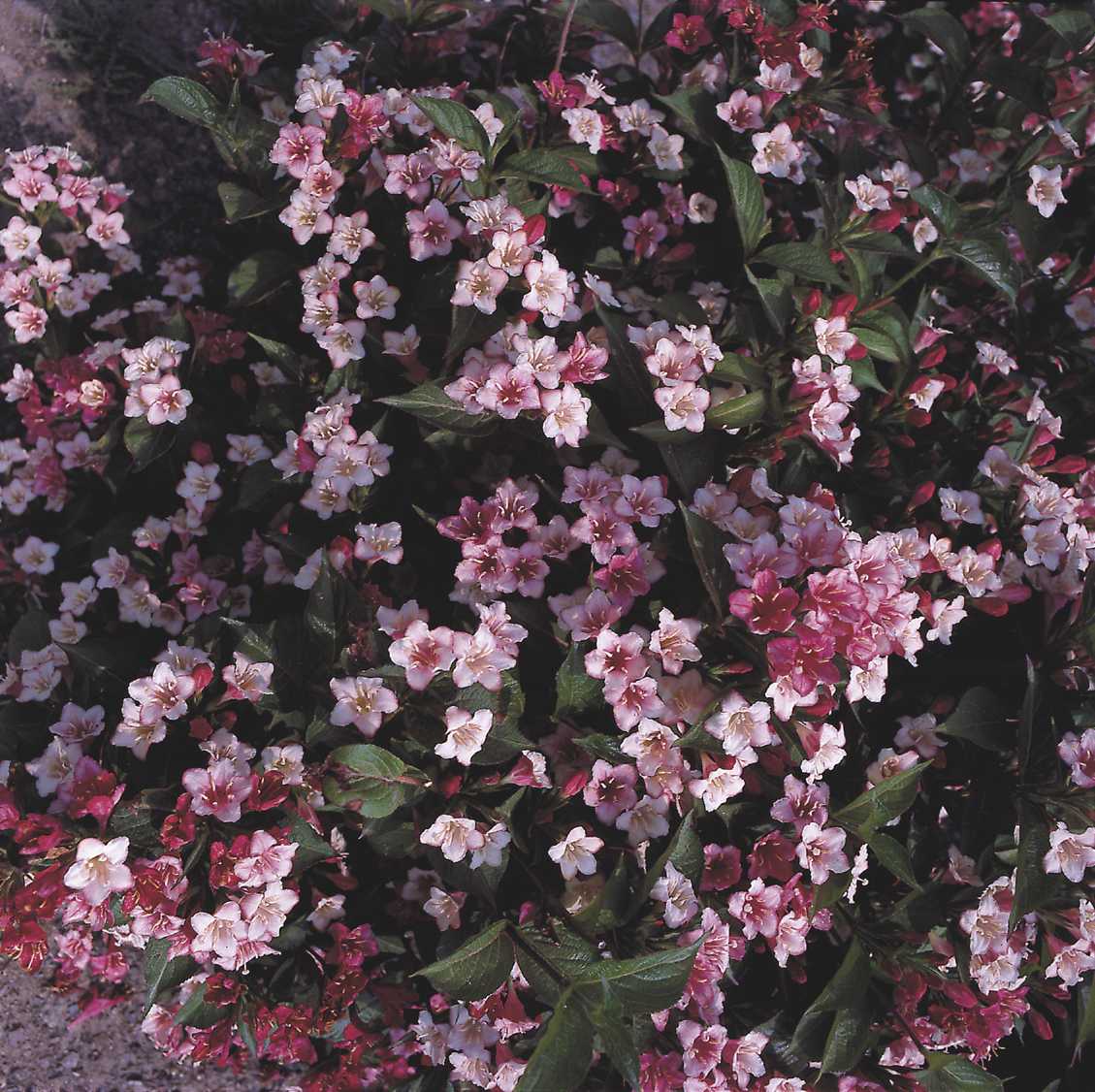 ABELIA grandiflora Kaleidoscope ® at plandorex.com